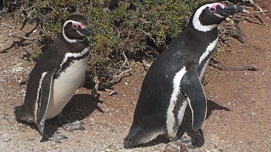 pingüinos de Punta Tombo