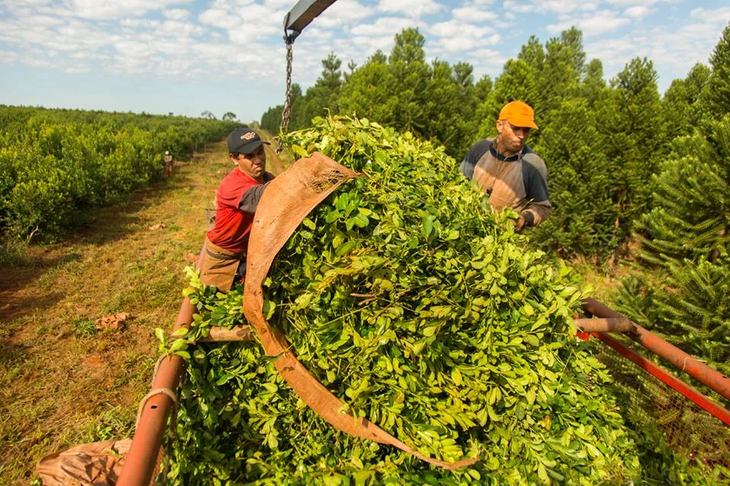 La yerba mate acumula 27 meses de caída y se sostiene en el color rojo del semáforo de Coninagro. La yerba mate acumula 27 meses de caída y se sostiene en el color rojo del semáforo de Coninagro.